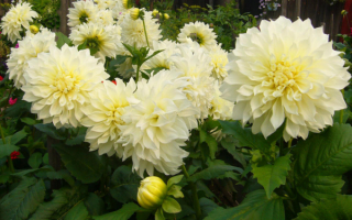 Георгины Келвин Флудлайт