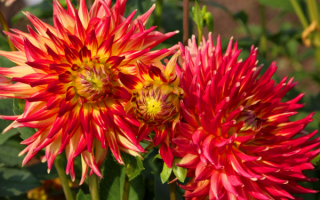 Георгины Сноу эн Телл