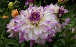 Георгины Фернклифф Иллюжн