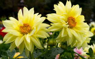 Георгины бордюрные желтые