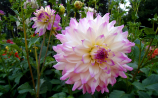 Георгины декоративные