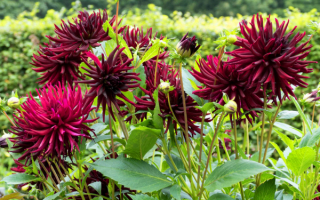 Георгины кактусовые  бордовые