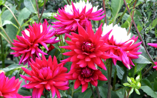 Кактусовые красно-белые георгины