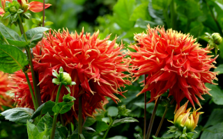 Кактусовые красные георгины