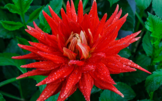 Кактусовый красный георгин