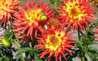Красно-желтые кактусовые георгины