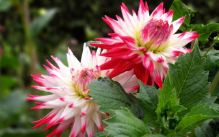 Лотосовидные георгины