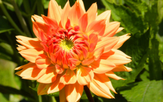 Лотосовидный георгин