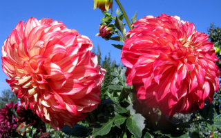 Махровые шаровидные георгины