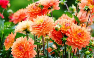 Оранжевые георгины