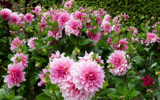 Розовые георгины в саду