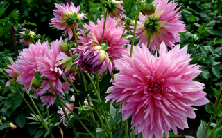 Розовые георгины