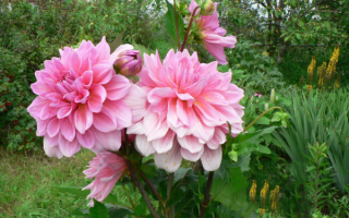 Розовые декоративные георгины