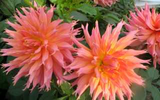 Розовые кактусовые георгины