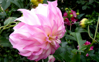 Розовый шаровидный махровый георгин