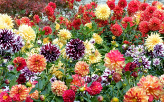 Цветы георгины