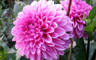 Шаровидные георгины розовые