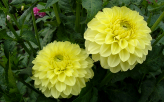 Шаровидные желтые георгины