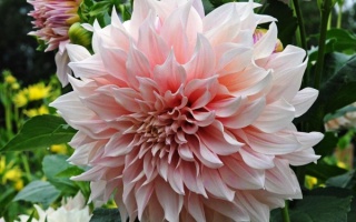 Шаровидный махровый георгин