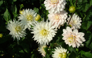 Белые георгины