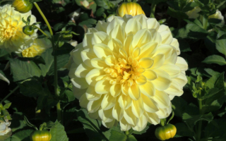 Георгины бело-желтые