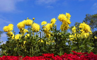 Георгины в саду