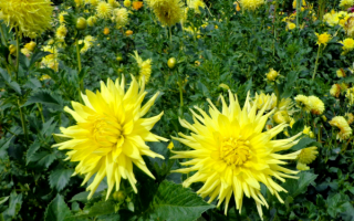 Георгины желтые