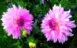 Георгины розовые