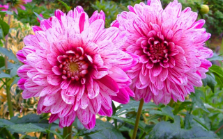 Два георгина