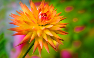 Желто-розовый георгин