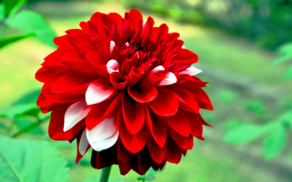 Красивый георгин