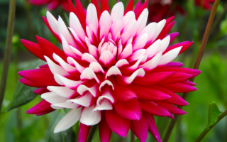 Красно-белый георгин