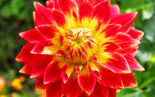 Красно-желтый георгин