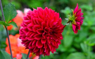 Красные георгины