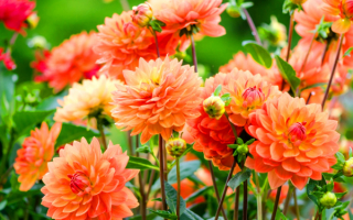 Оранжевые георгины