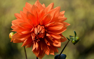 Оранжевый георгин