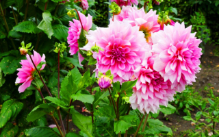 Розовые георгины