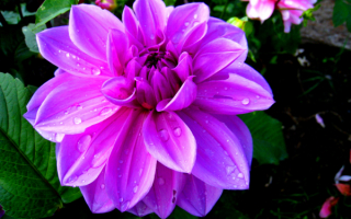 Фиолетовый георгин