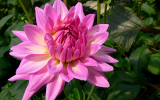 Цветок георгин