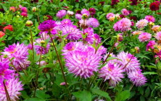 Цветут георгины