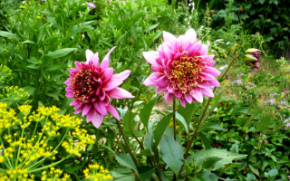 Анемоновидные георгины