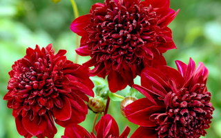 Анемоновидные красные георгины