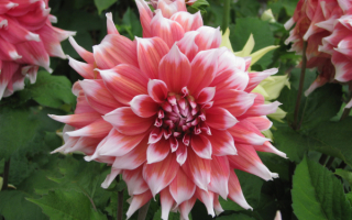 Бело-розовые декоративные георгины