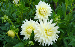 Белые георгины