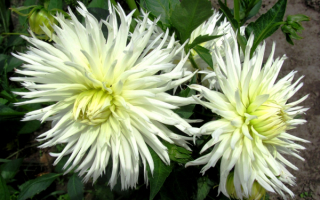 Белые игольчатые георгины