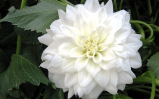 Белый георгин