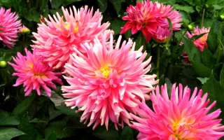 Георгины розовые