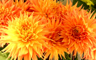 Георгины кактусовые желтые