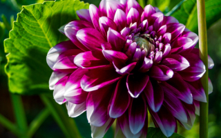 Георгин бело-фиолетовый