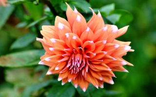 Георгин декоративный